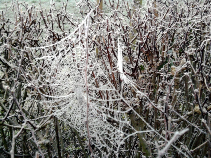 a bush with lots of ice hanging from it