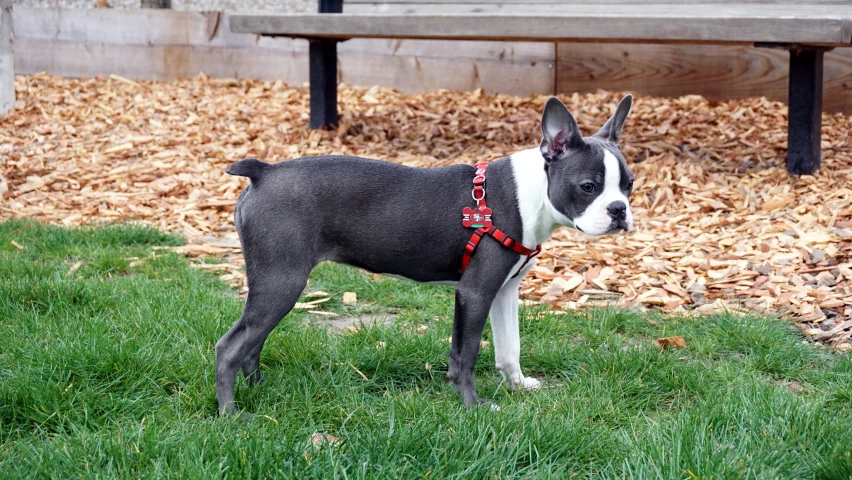 a small dog in a harness standing outside