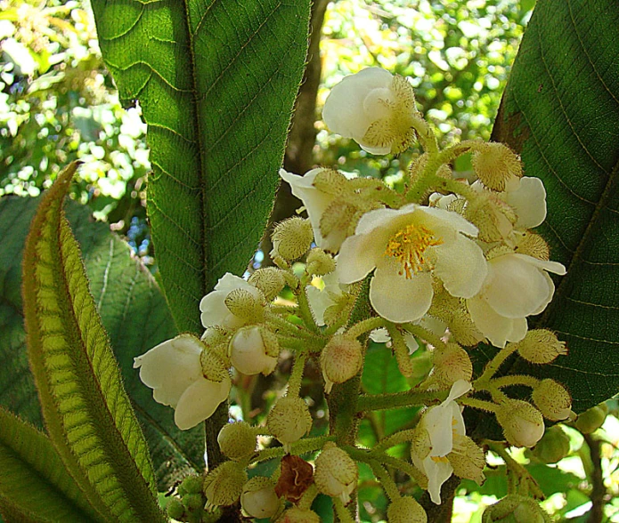 an image of a flower with a lot of buds