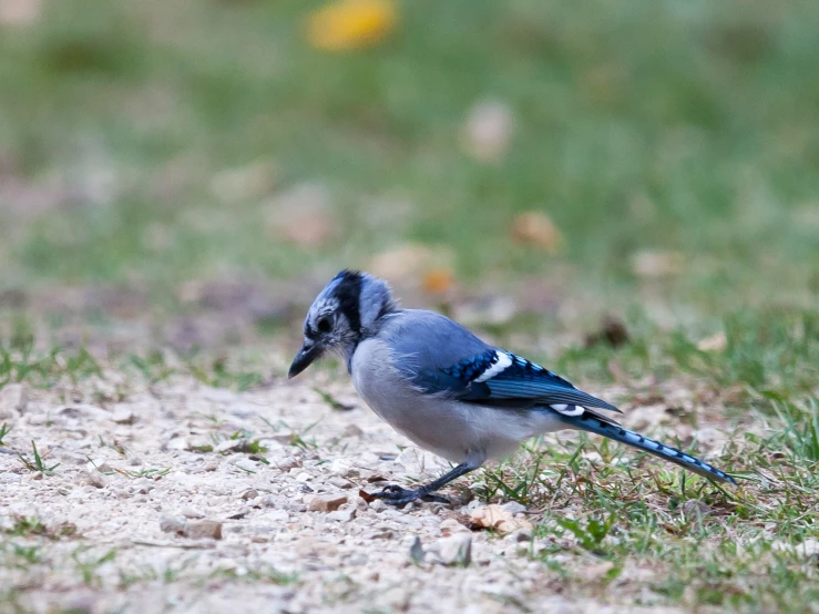 a bird is sitting on a patch of earth