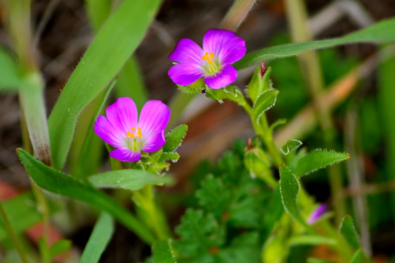 two purple flowers are in the midst of grass and stems