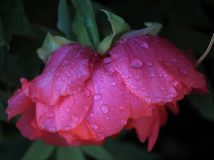 a flower that is in the grass with water drops