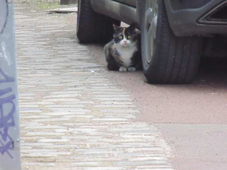 cat peering out from under car during daytime