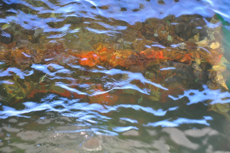 a brown fish swimming in the water of a pond