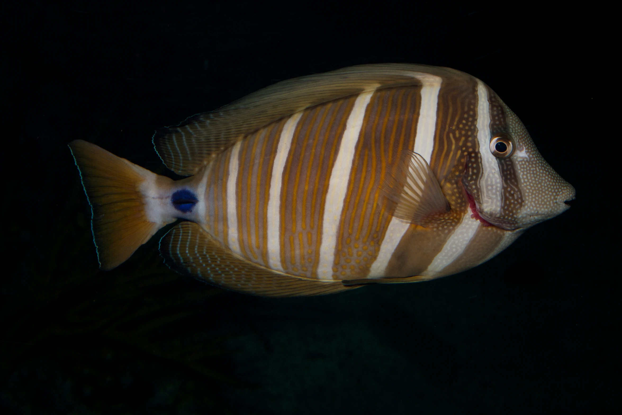 a large orange and white fish on the water