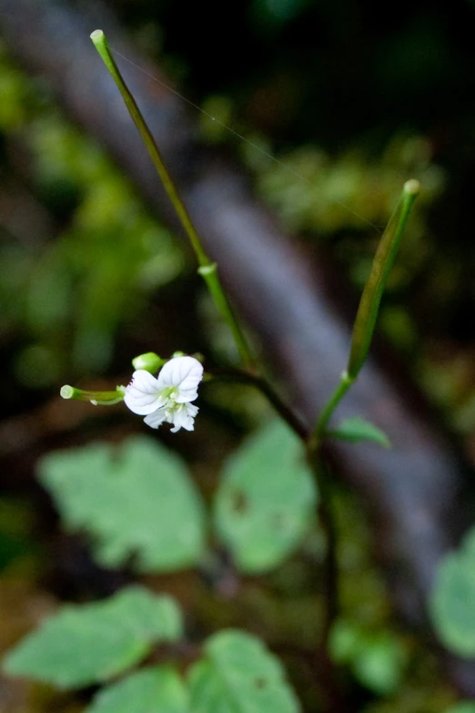 a white flower growing in the middle of a forest