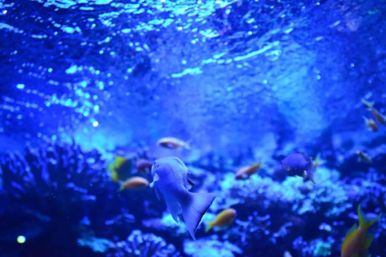 blue sea an ocean life that is in a tank