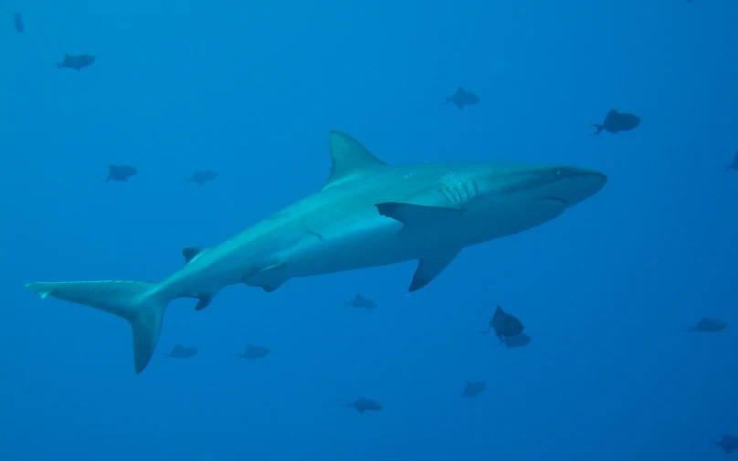 a hammerback shark swimming over a group of fish