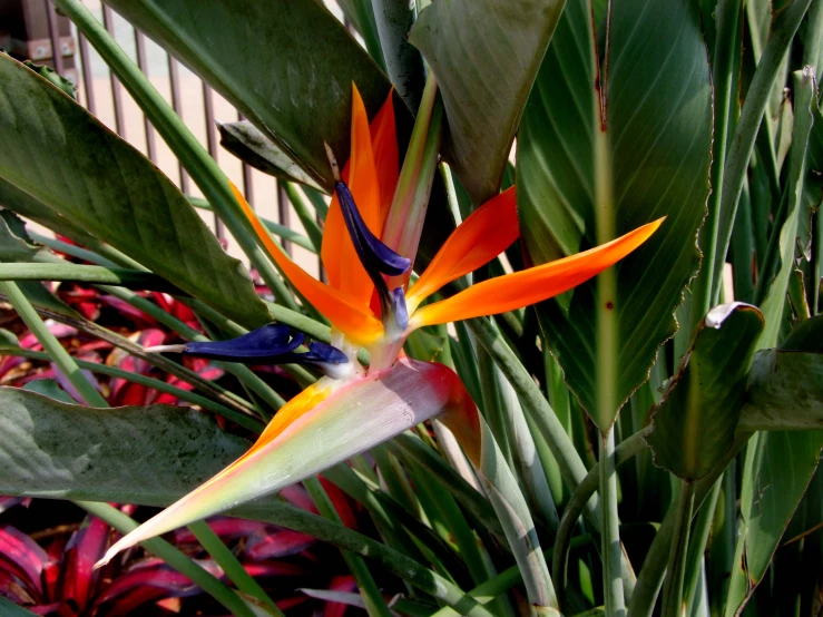 an orange and blue bird of paradise is on display in a plant