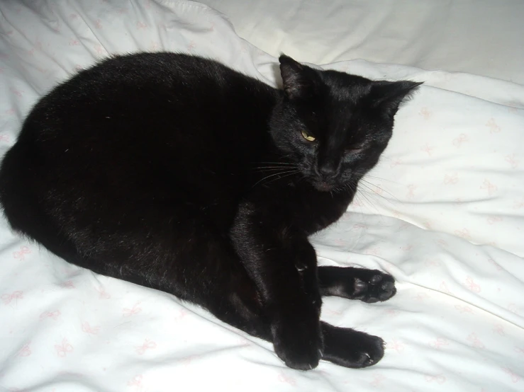 a black cat is laying on a bed