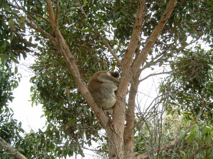 the koala is sitting up in a tree