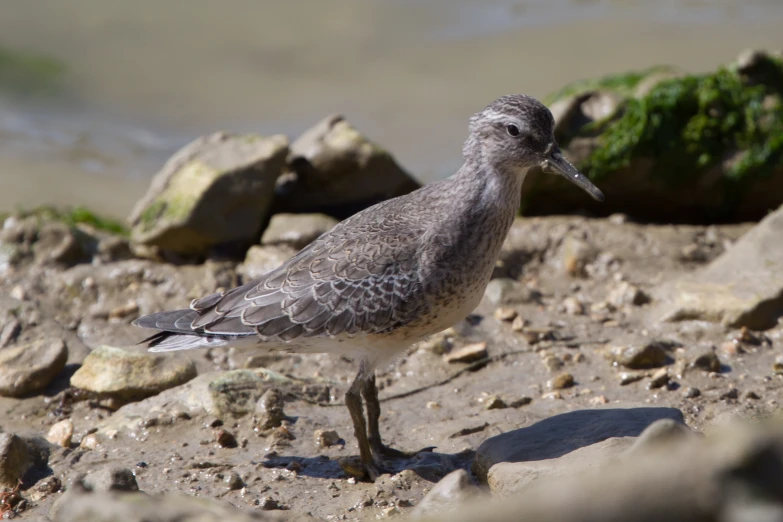 a small bird standing on rocks near water