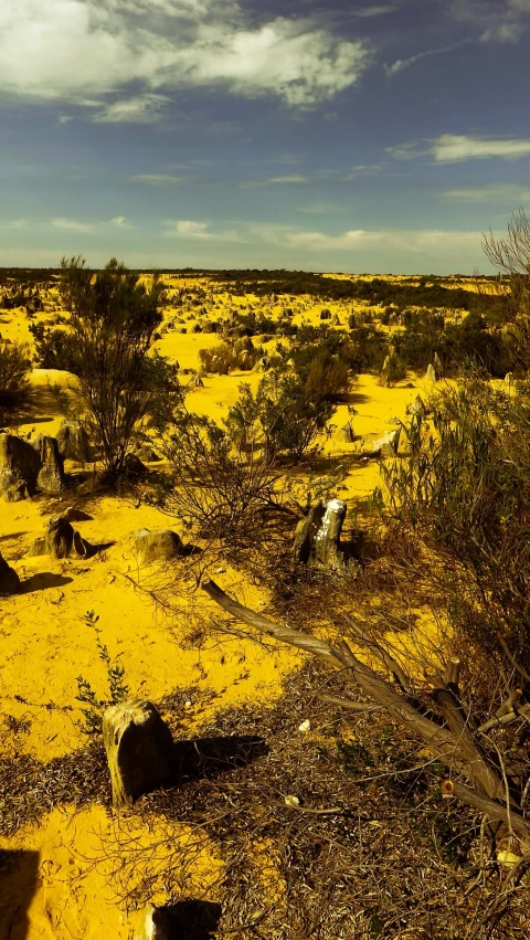 barren desert terrain with sp trees and blue skies