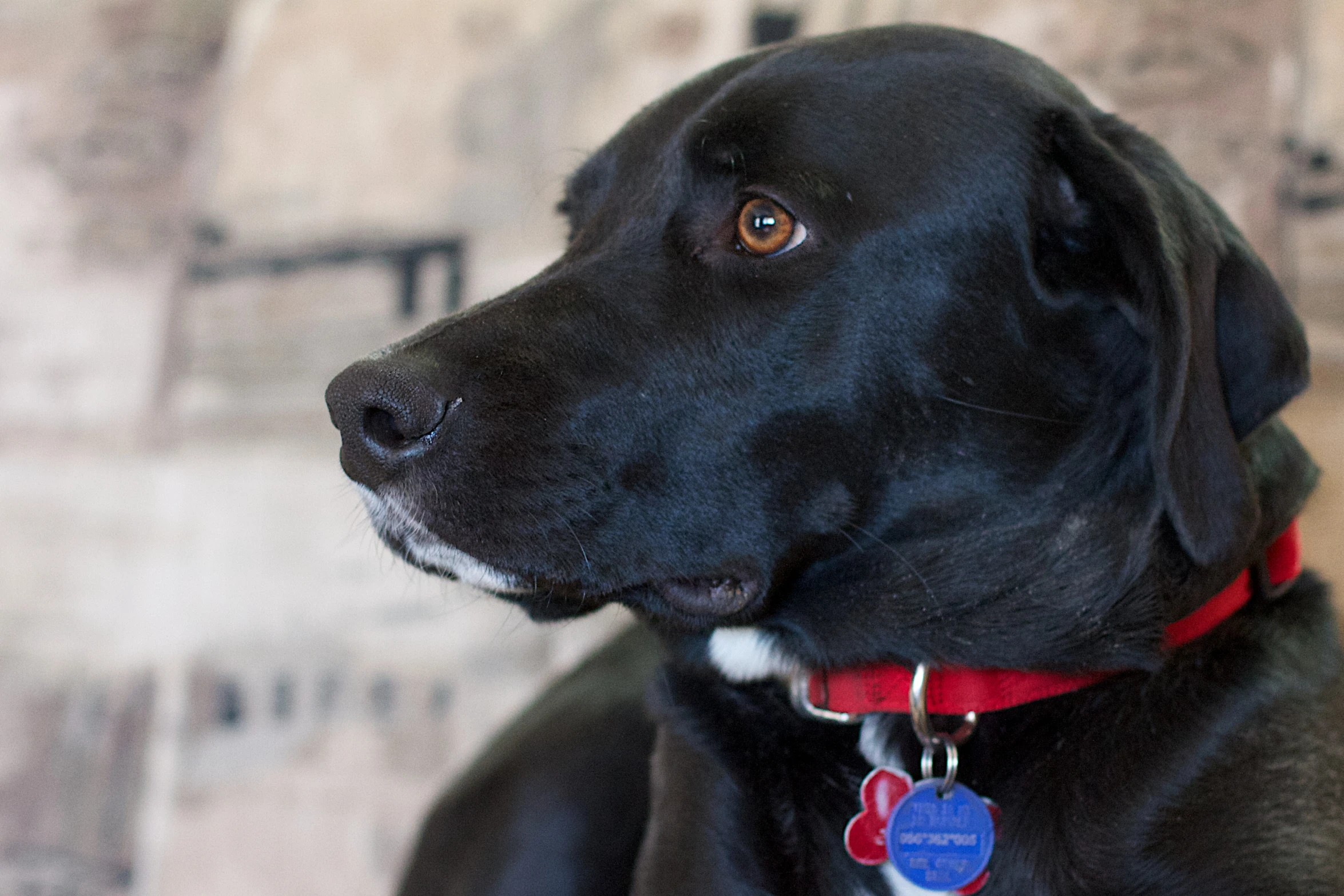 a black dog with a collar on sitting on the floor