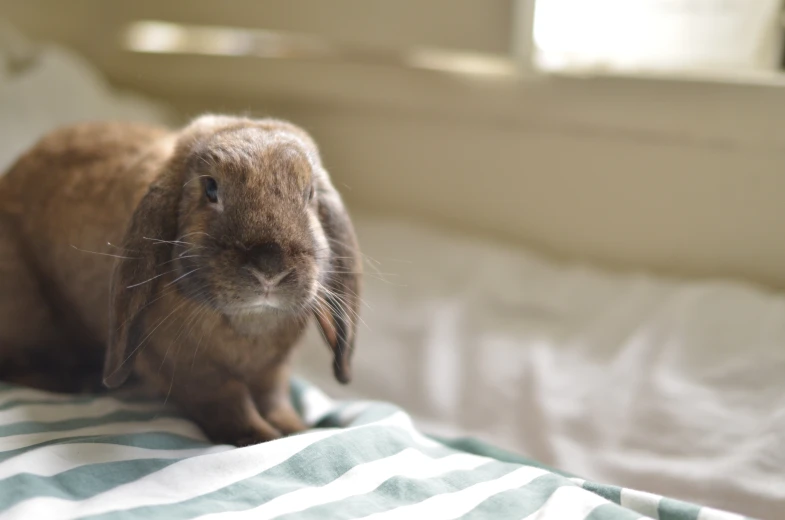 a small bunny is sitting on a bed