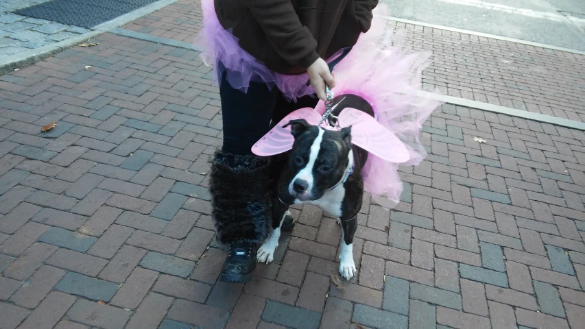 there is a small dog wearing a pink tutu