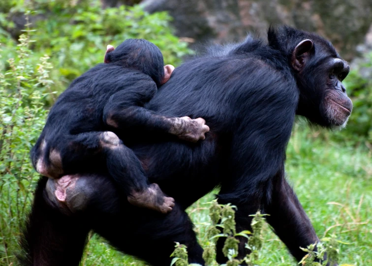 a large black monkey and two smaller monkeys standing in the woods