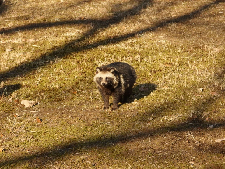 a small black bear is walking through the grass