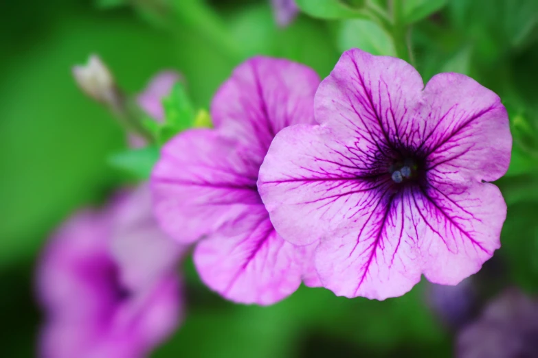 a flower sitting on top of purple flowers