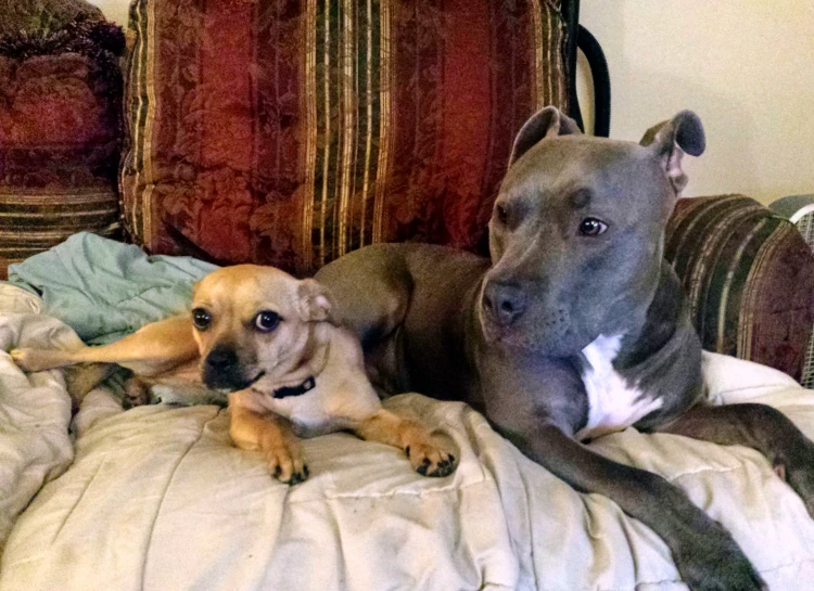 two dogs laying on a bed looking up