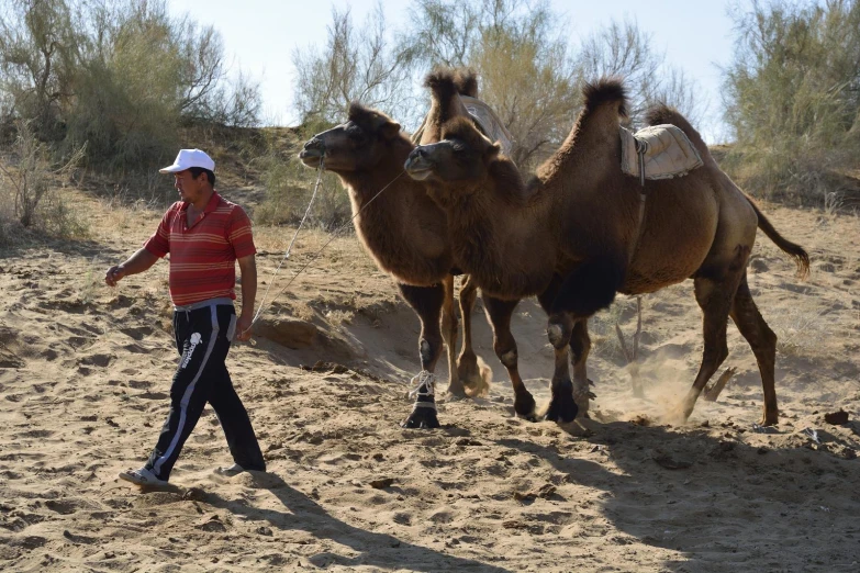 a man walking by two camels on a dirt ground