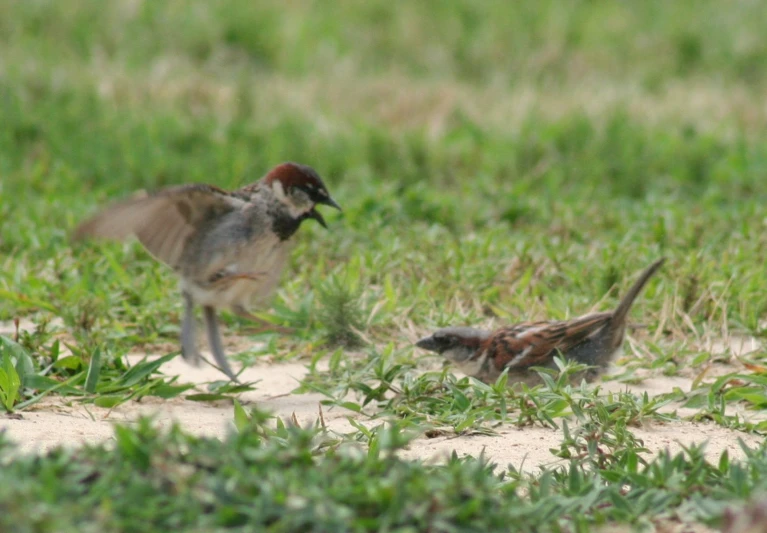 a couple of birds are standing on the ground