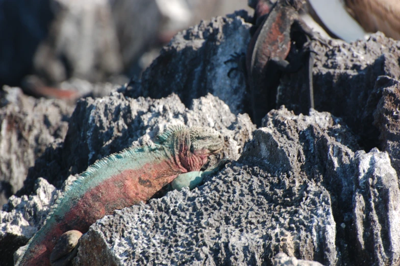 a colorful lizard on some rocks with another lizard