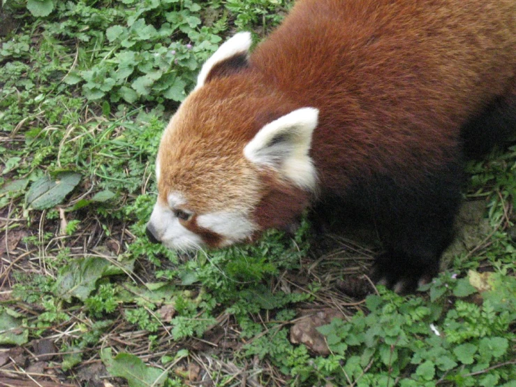 a red panda bear eating some food in the grass