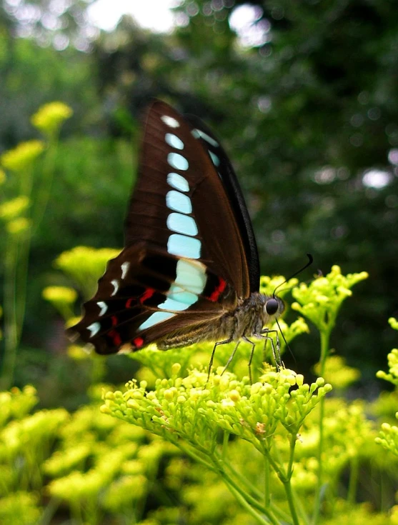 a erfly is sitting on a flower