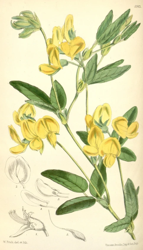 the drawing shows a nch of yellow flowers