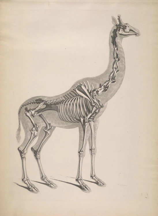 an illustrated drawing of a giraffe with skeleton skeletal design on it's body