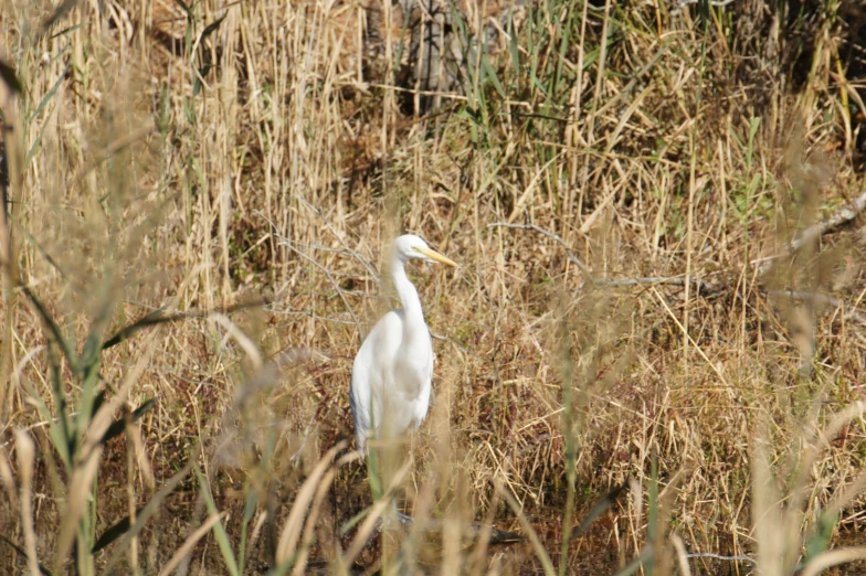 a bird standing in a field near tall dry grass