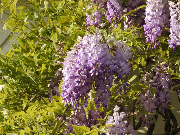 purple flowers on a plant outside in the sun