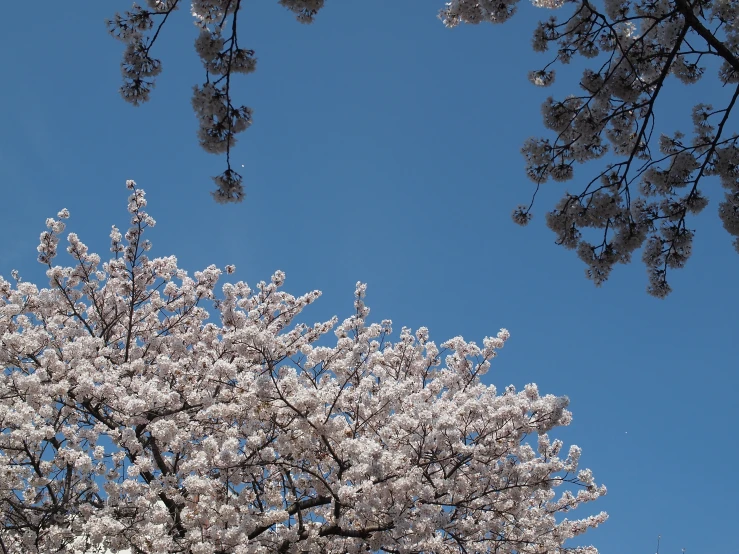 white blossoms bloom on a tree against a blue sky