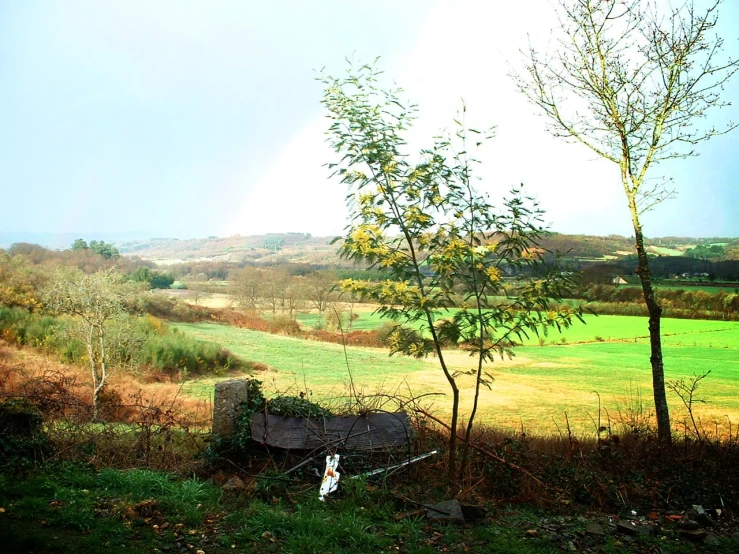 the dog is lying on the hillside and watching the horses