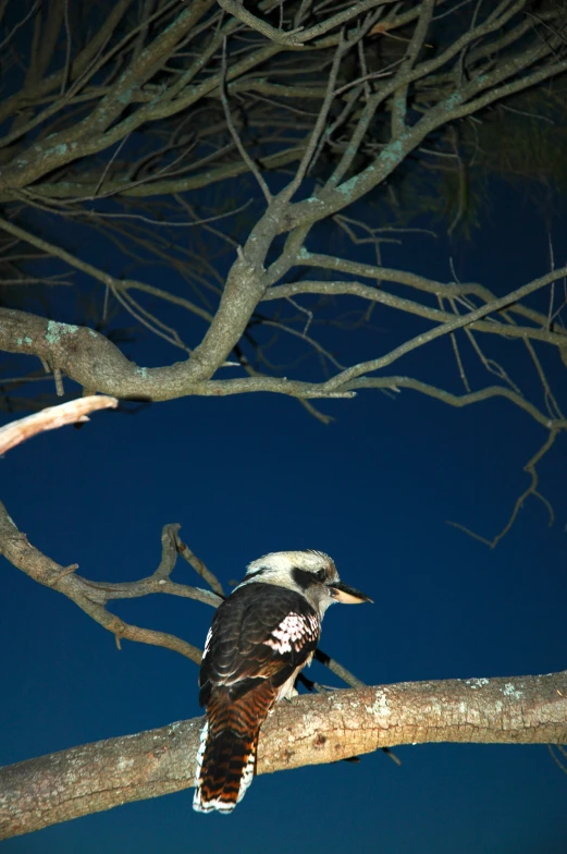 a bird is standing on a nch under a full moon