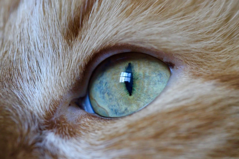 close up of a large cat's blue, green eyes