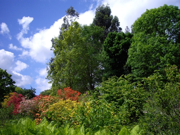 a bunch of different trees near some tall plants