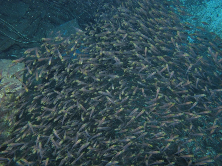 a large group of fish swimming in the ocean