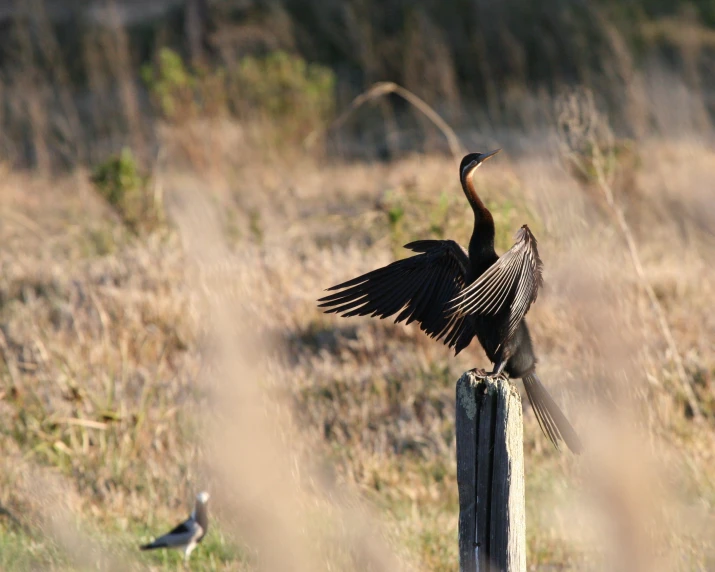 a bird that is standing on top of a post