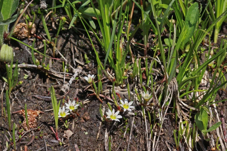 two white flowers growing out of some green weeds