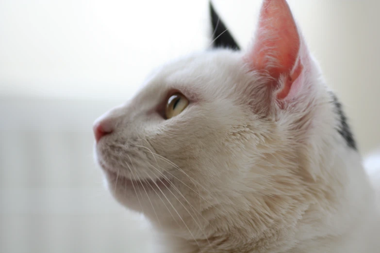 a white cat with orange ears stares up