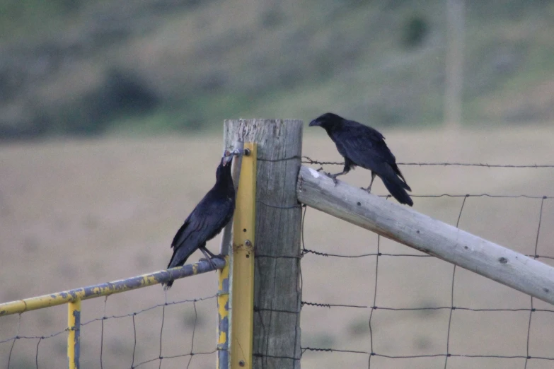 two birds sit on top of a fence in front of a field