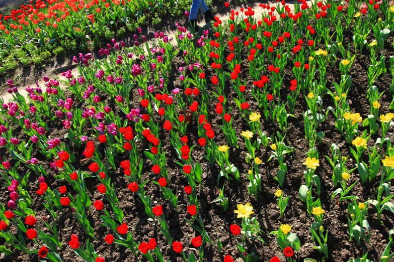 a field of colorful flower and trees is shown