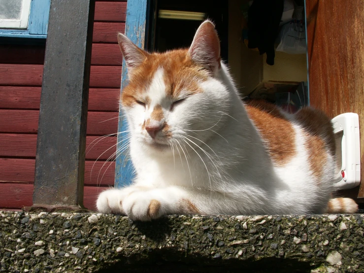 a close up of a cat laying down on a ledge