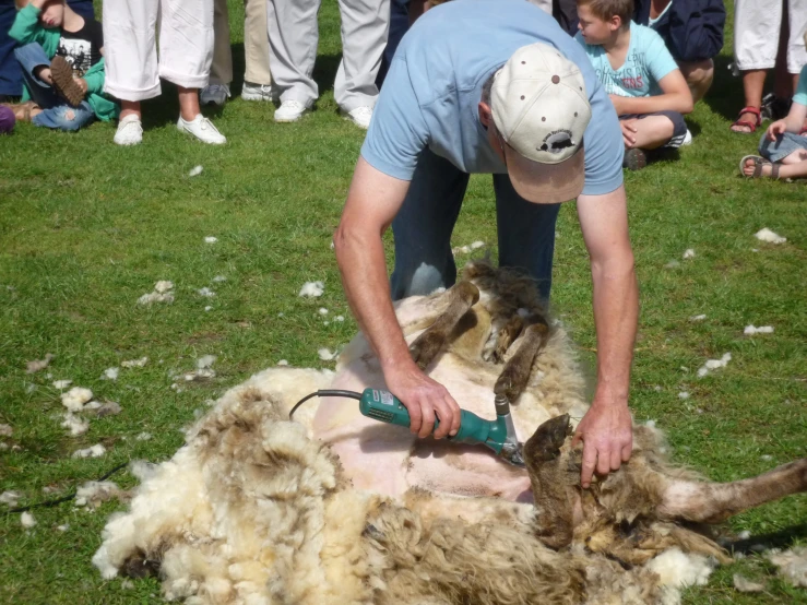 people with sheeps and a person using an shear to shear them