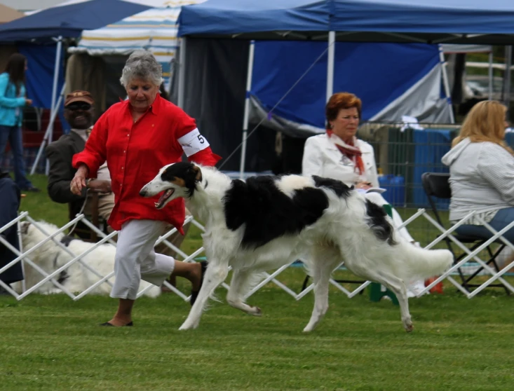 an old lady is competing with her border collie