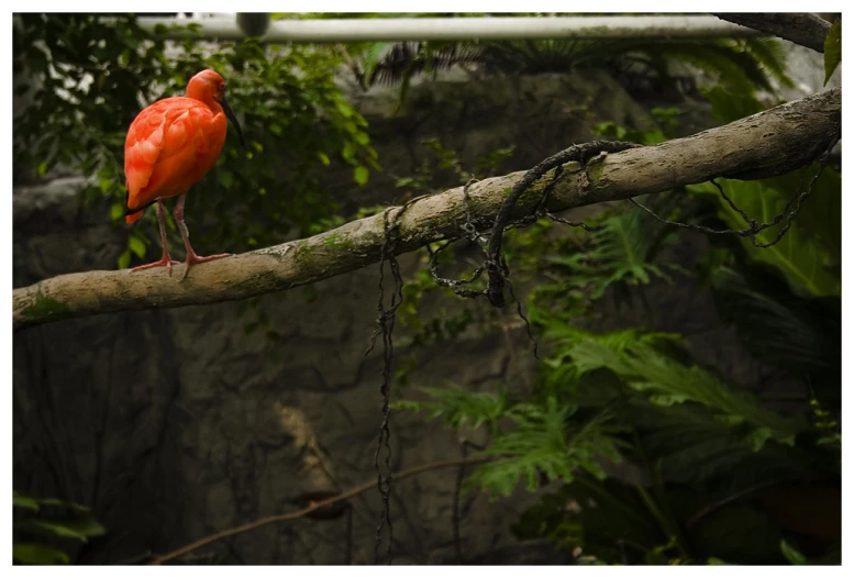 a red bird with a long neck sitting on top of a tree