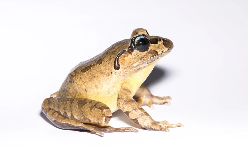 a frog with sunglasses on its head sitting on the floor