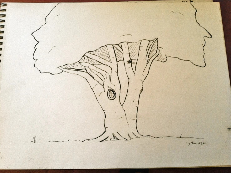 a drawing of a tree has a picture of the trunk
